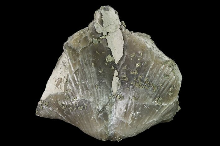 Pyrite Replaced Brachiopod (Paraspirifer) Fossil - Ohio #160095